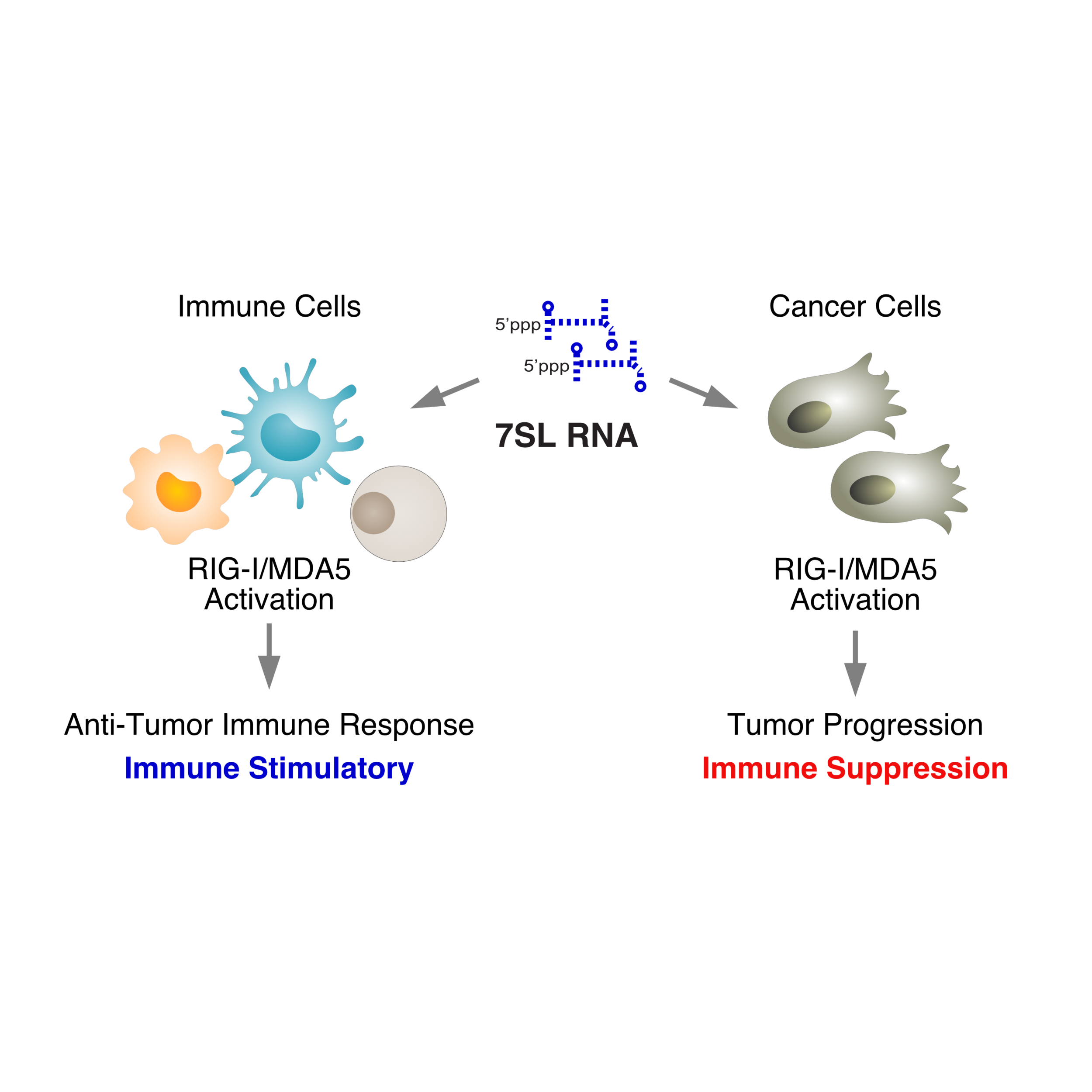 Enhancing IFN and Antigenicity with CAR-T Cells — Andy Minn Lab at